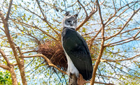 Harpy eagle