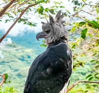 Harpy eagle