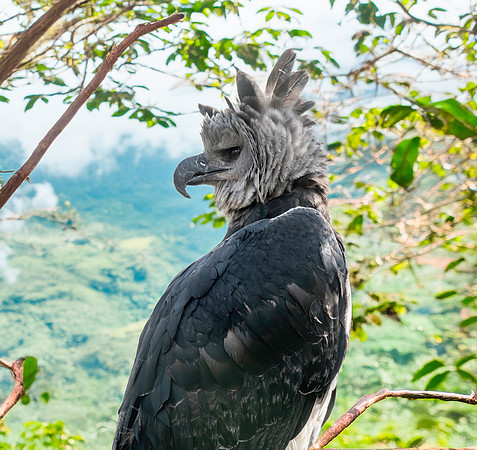 Harpy eagle