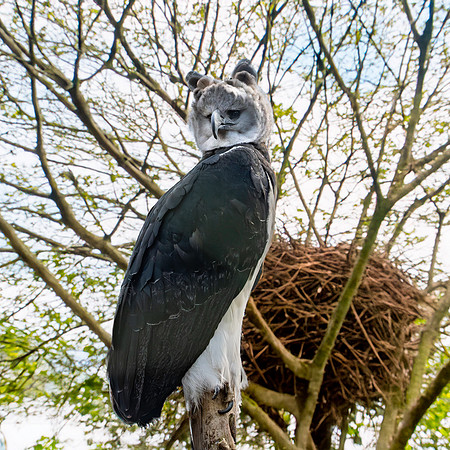 Harpy eagle