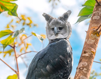 Harpy eagle