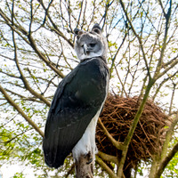 Harpy eagle