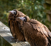 Hooded vulture