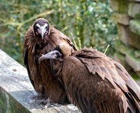 Hooded vulture