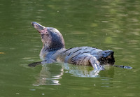 Humboldt penguin
