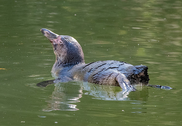 Humboldt penguin