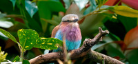 Lilac breasted roller