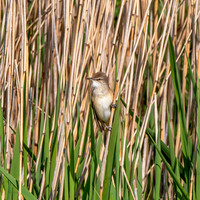 Great reed warbler