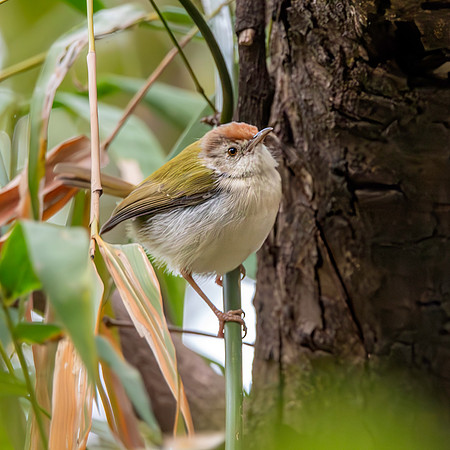 Common tailorbird