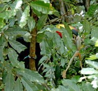 Toco toucan  catches a frog