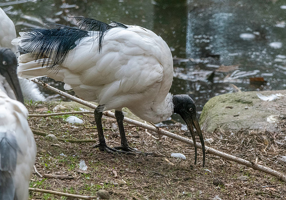 Madagascar sacred ibis