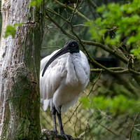 Madagascar sacred ibis