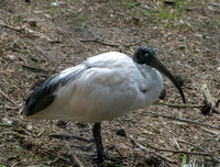 Madagascar sacred ibis