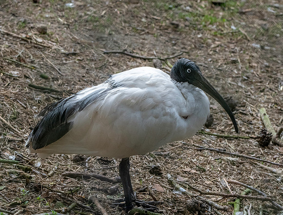 Madagascar sacred ibis