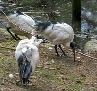 Madagascar sacred ibis