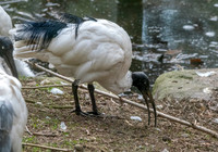 Madagascar sacred ibis