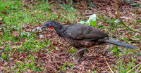 Marail guan