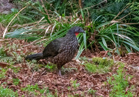 Marail guan