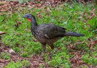 Marail guan