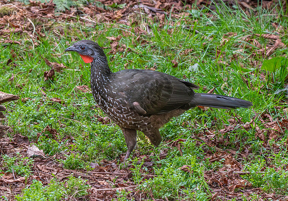 Marail guan