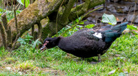 Muscovy duck
