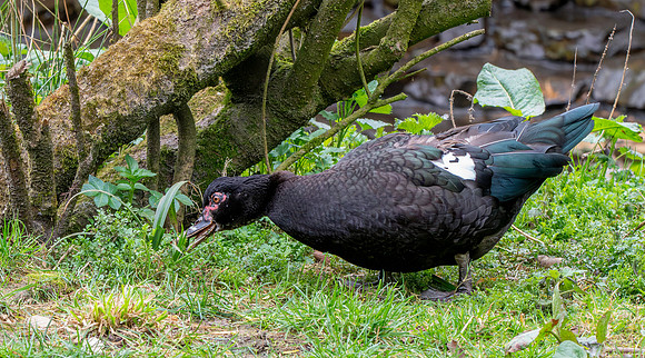 Muscovy duck