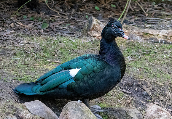 Muscovy duck