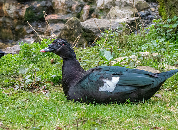 Muscovy duck