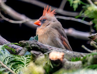 Northern cardinal, female