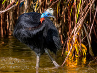 Northern cassowary