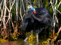 Northern cassowary