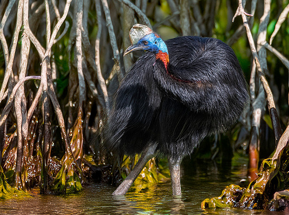 Northern cassowary