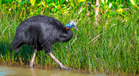 Northern cassowary