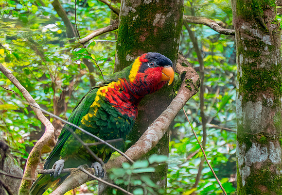 Ornate lorikeet