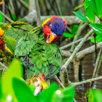 Ornate lorikeet
