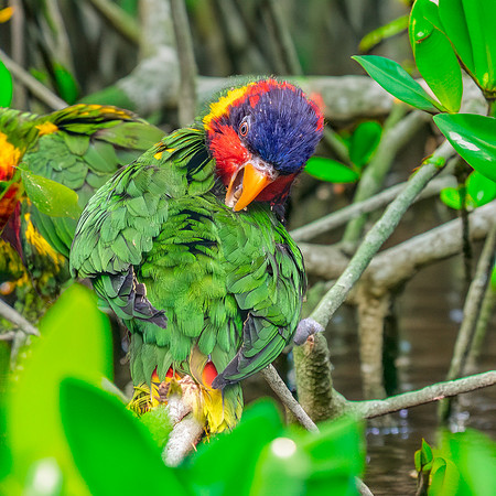 Ornate lorikeet