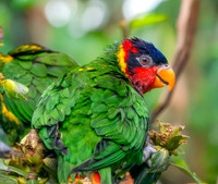 Ornate lorikeet