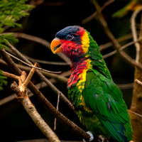 Ornate lorikeet