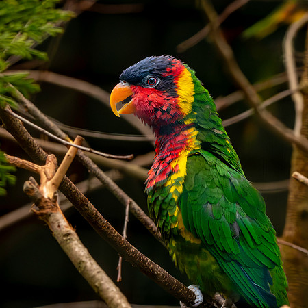 Ornate lorikeet