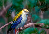 Pale headed rosella