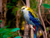 Pale headed rosella