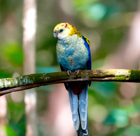 Pale headed rosella