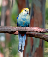 Pale headed rosella