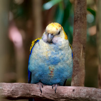Pale headed rosella