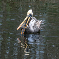 Peruvian pelican