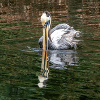 Peruvian pelican