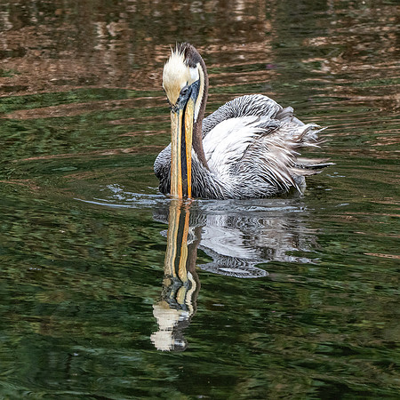Peruvian pelican
