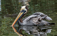 Peruvian pelican