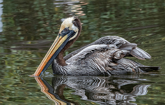 Peruvian pelican