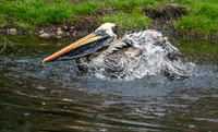 Peruvian pelican